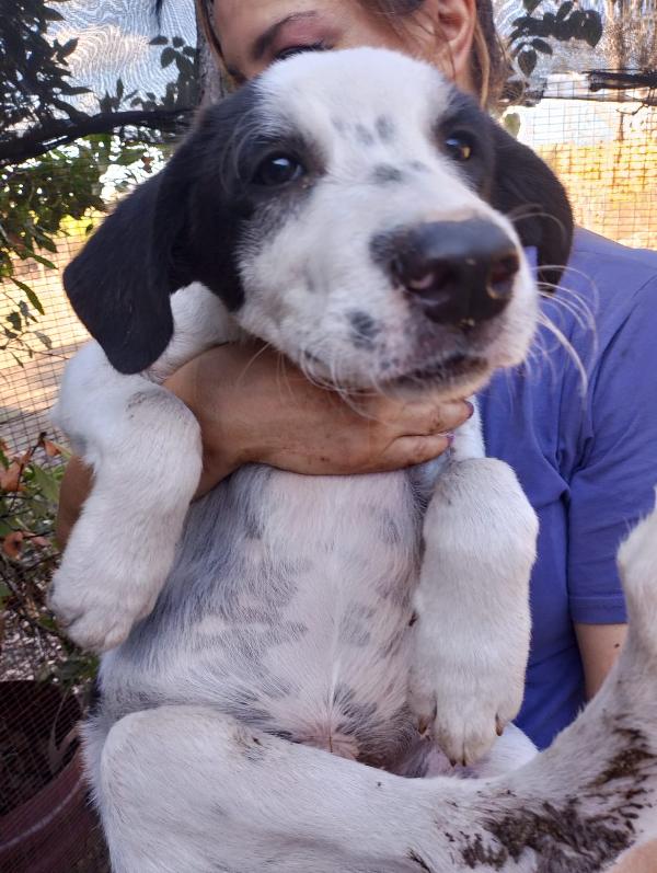 👉 “Numa, Cucciolo Bianco E Nero: Il Sogno Di Una Casa Dopo La Perdita Del Suo Angelo Biagio”